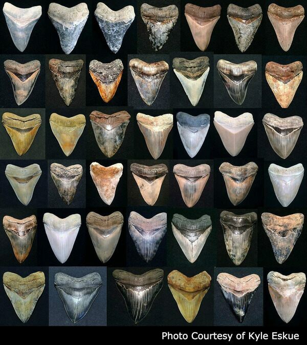 Megalodon teeth can exhibit a very wide range of colorations, which are often distinctive to the locality at which they are found. 